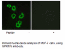 Product image for GPR176 Antibody
