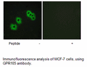 Product image for GPR105 Antibody
