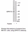 Product image for GPR173 Antibody