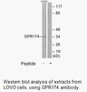 Product image for GPR174 Antibody