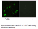 Product image for ADORA2A Antibody