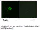 Product image for AGTR1 Antibody