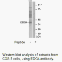 Product image for EDG4 Antibody