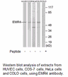 Product image for EMR4 Antibody
