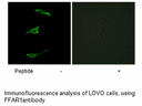 Product image for FFAR1 Antibody