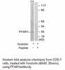 Product image for FFAR1 Antibody
