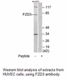 Product image for FZD3 Antibody