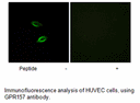 Product image for GPR157 Antibody