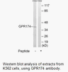 Product image for GPR174 Antibody