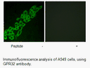 Product image for GPR32 Antibody