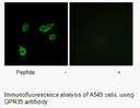 Product image for GPR35 Antibody