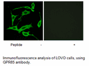 Product image for GPR85 Antibody