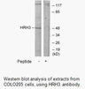 Product image for HRH3 Antibody