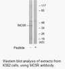 Product image for MC5R Antibody