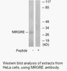 Product image for MRGRE Antibody