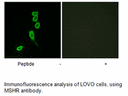 Product image for MSHR Antibody