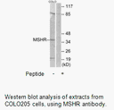 Product image for MSHR Antibody