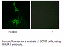 Product image for NMUR1 Antibody