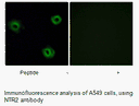 Product image for NTR2 Antibody