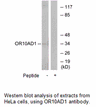 Product image for OR10AD1 Antibody