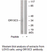 Product image for OR13C3 Antibody