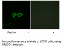 Product image for OR13C4 Antibody