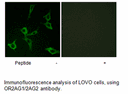 Product image for OR2AG1/2AG2 Antibody
