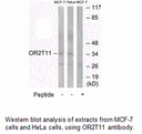 Product image for OR2T11 Antibody
