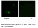 Product image for OR51E1 Antibody