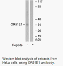 Product image for OR51E1 Antibody