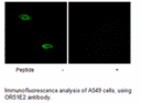 Product image for OR51E2 Antibody