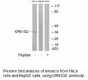 Product image for OR51G2 Antibody