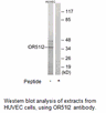 Product image for OR51I2 Antibody