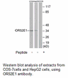 Product image for OR52E1 Antibody