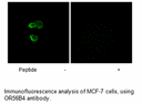 Product image for OR56B4 Antibody