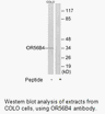 Product image for OR56B4 Antibody