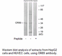 Product image for OR89 Antibody