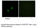 Product image for OR1L6 Antibody