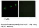 Product image for OR1N1 Antibody