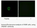 Product image for OR2AE1 Antibody