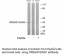 Product image for OR2AG1/2AG2 Antibody