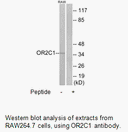 Product image for OR2C1 Antibody