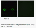 Product image for OR2D3 Antibody
