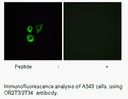 Product image for OR2T3/2T34 Antibody