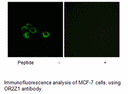 Product image for OR2Z1 Antibody