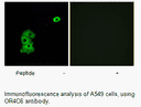 Product image for OR4C6 Antibody
