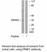 Product image for OR4K3 Antibody