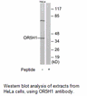 Product image for OR5H1 Antibody