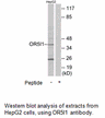 Product image for OR5I1 Antibody