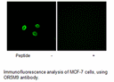 Product image for OR5M9 Antibody